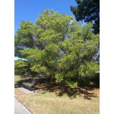 Dodonaea viscosa green